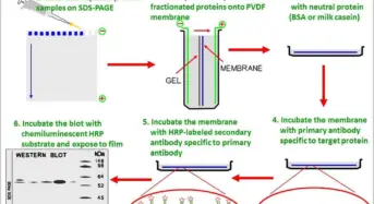 Virology Archives - microbeonline