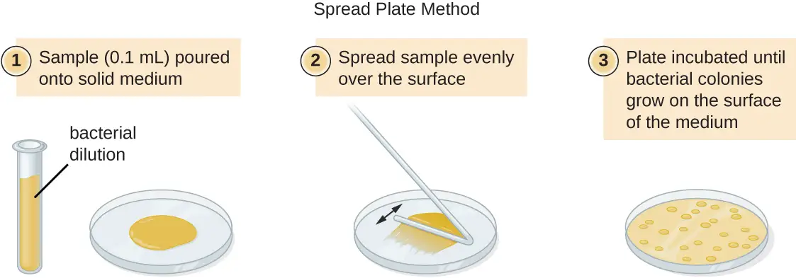 Spread Plate Technique: Principle, Procedure, Results