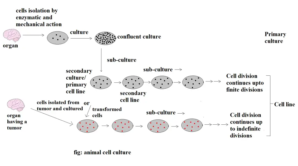 animal tissue flow chart