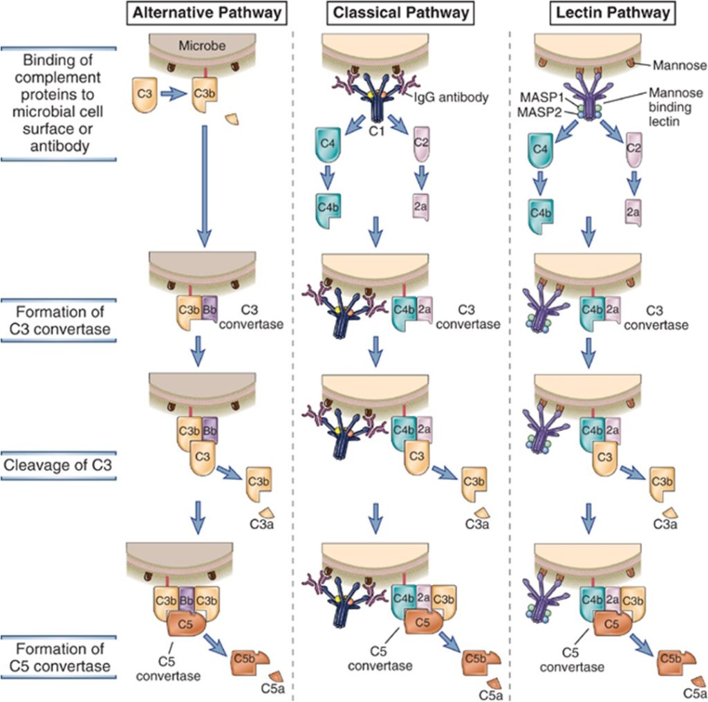 complement-pathways-types-functions-regulation-microbe-online