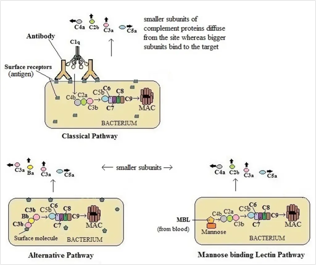 Complement Pathways: Types, Functions, Regulation – Microbe Online