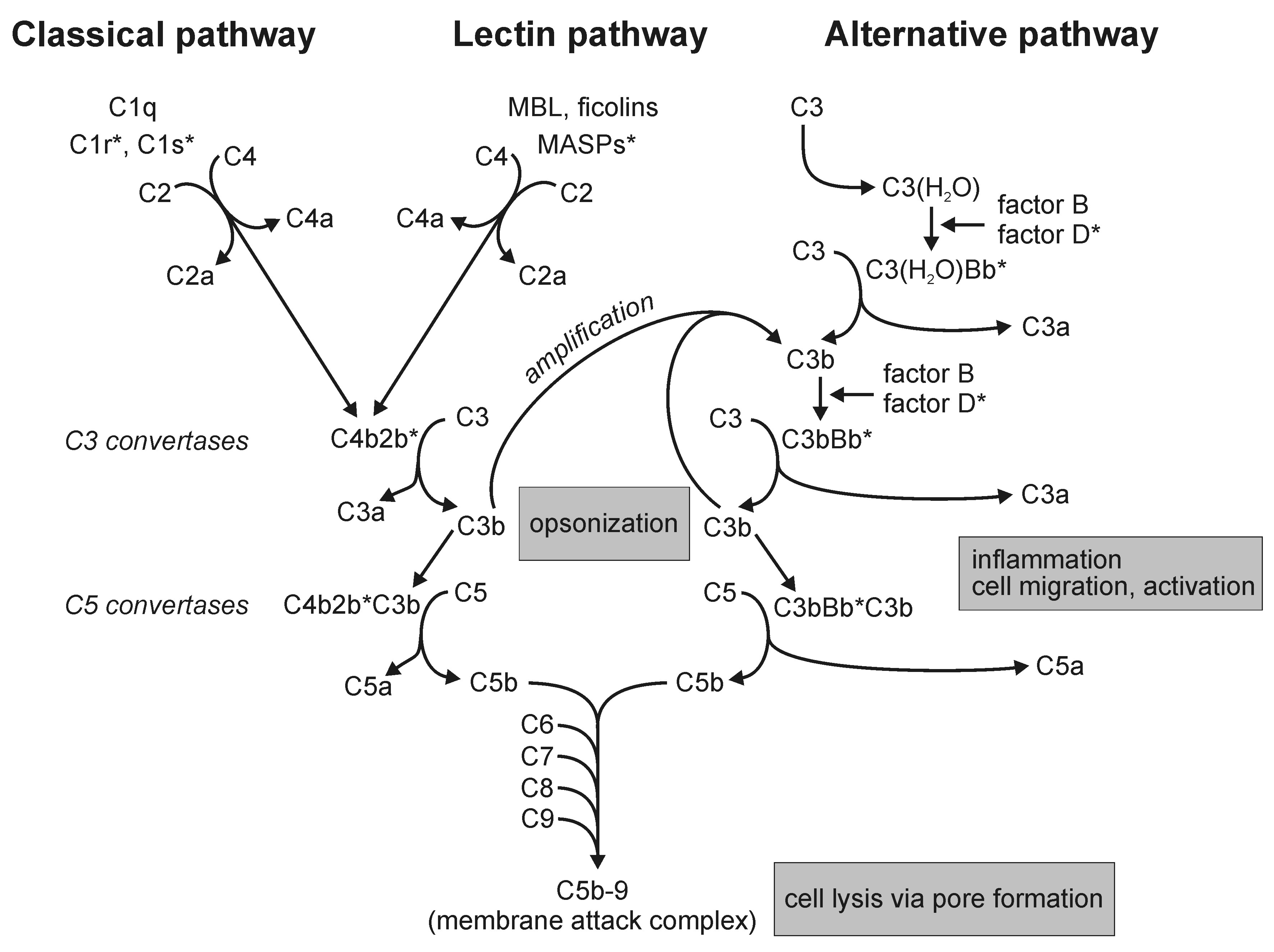 complement-pathways-types-functions-regulation-microbe-online