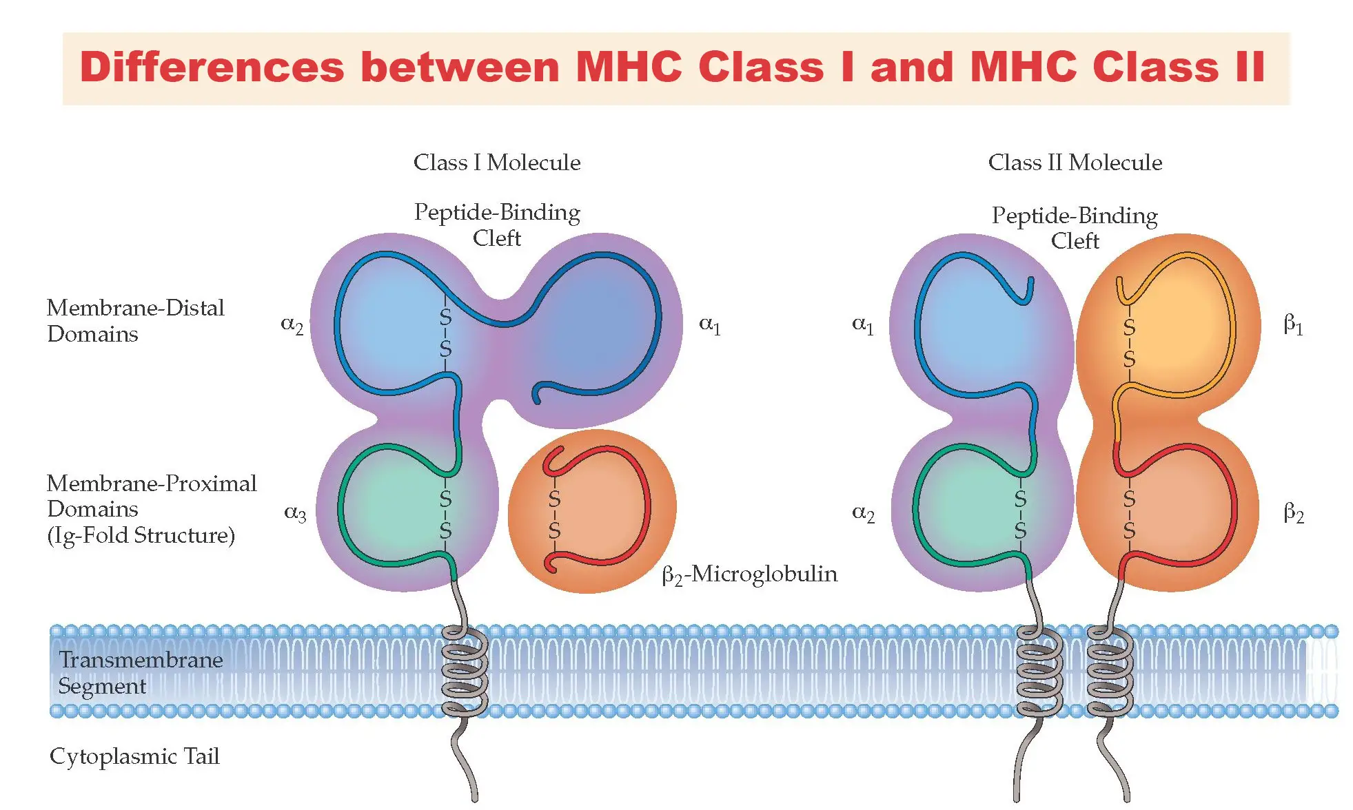 MHC Class I vs. MHC Class II Protein