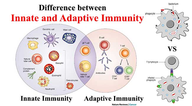 Innate Immunity vs. Acquired Immunity • Microbe Online