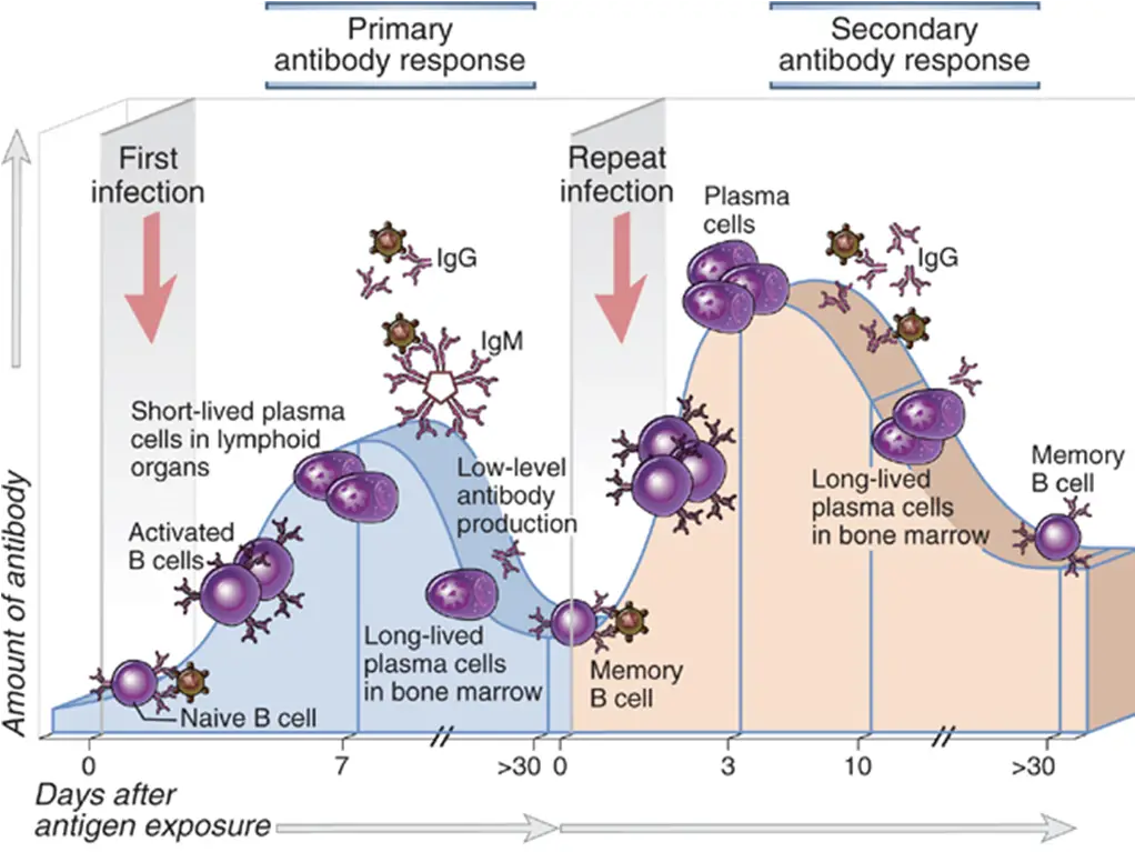 Primary vs. Secondary Immune Response