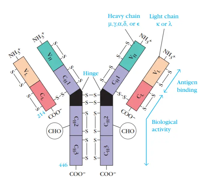 IgG Antibodies: Structure, Subclasses, And Functions • Microbe Online