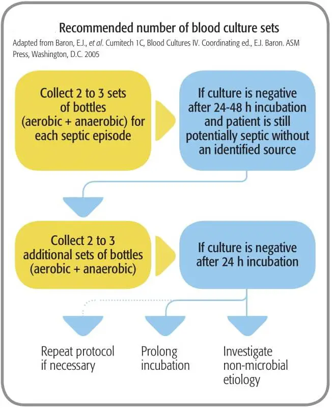 Guide To Interpretation Of Positive Blood Cultures I - vrogue.co