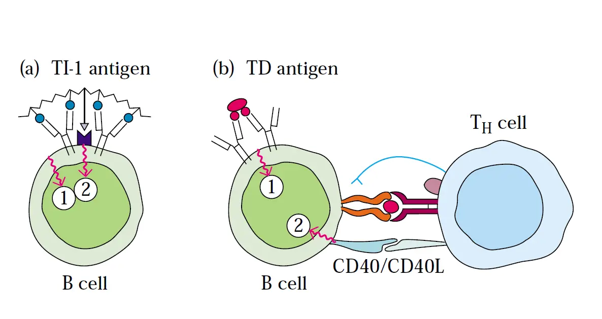 T Dependent Antigen, T Independent Antigen – Microbe Online