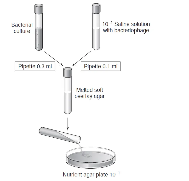 Bacteriophage Plaque Assay: Principle, Procedure, Results • Microbe Online