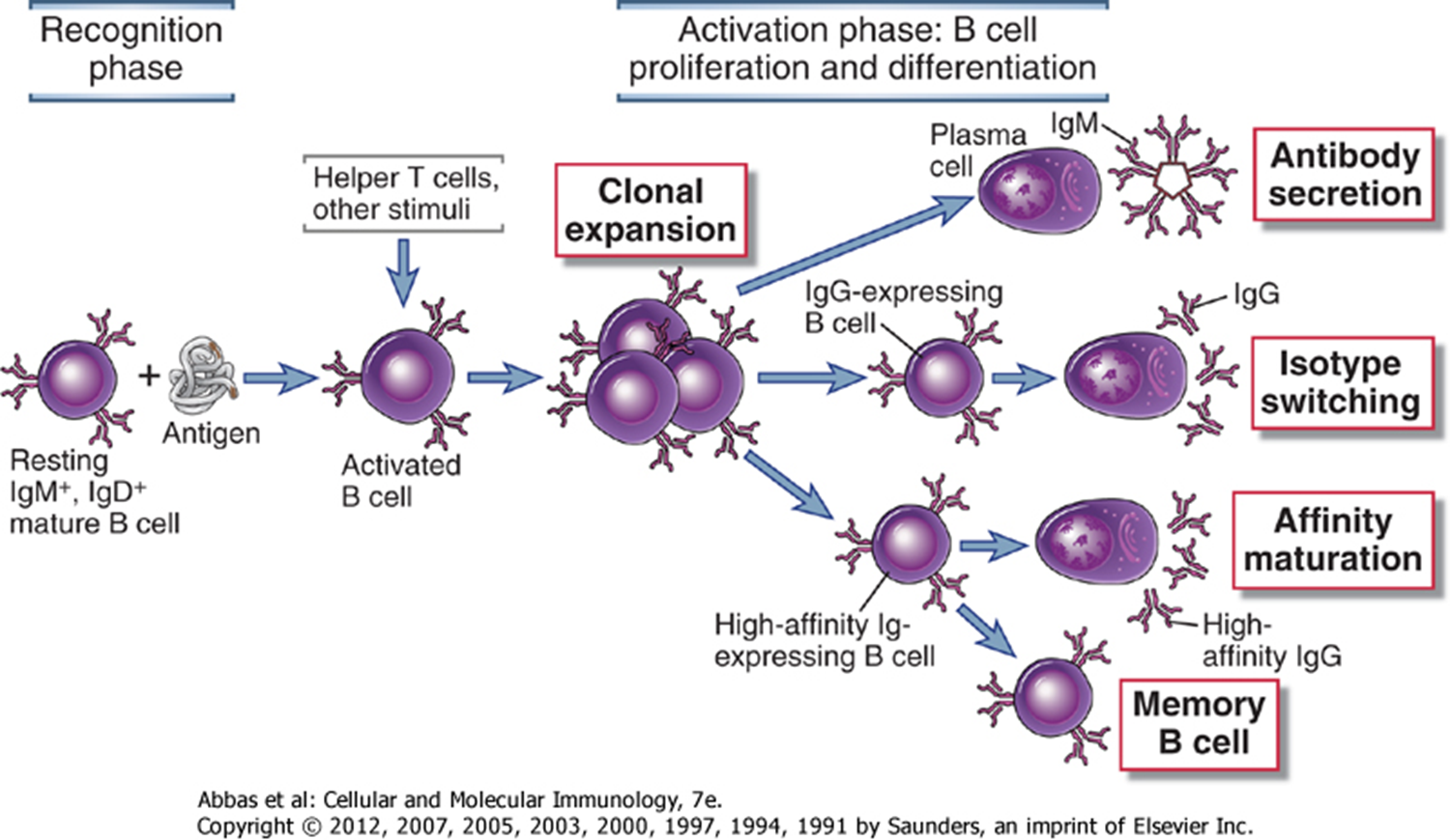 Antibodies Detection Tests for Disease Diagnosis Microbe Online