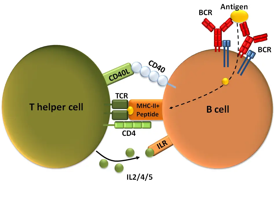 Difference between B Cells and T Cells