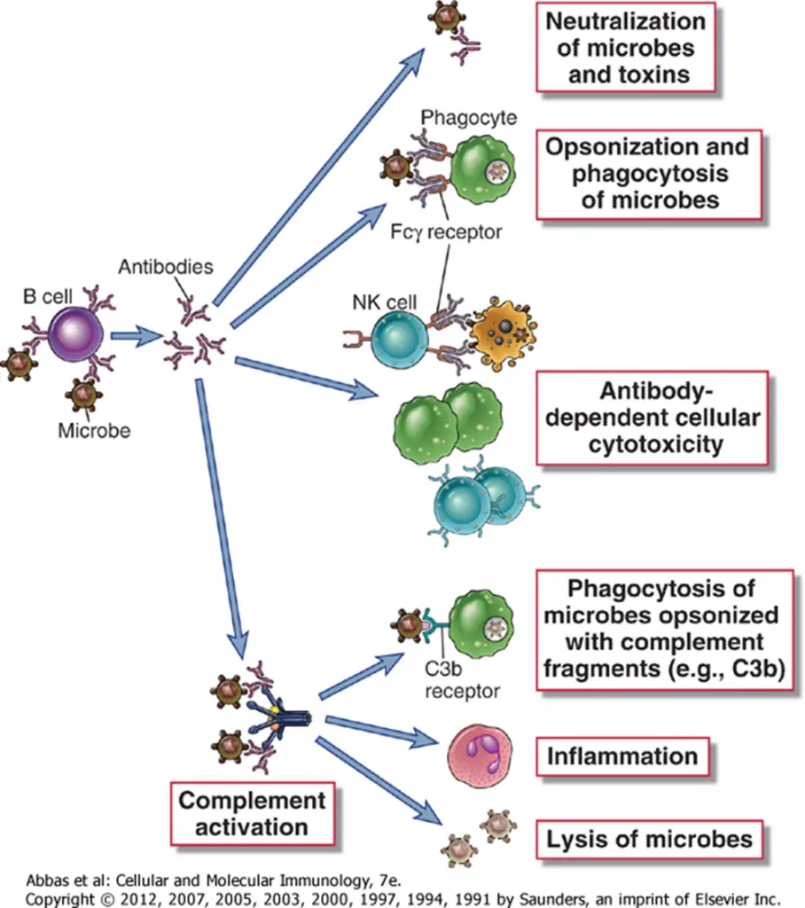 Function Of Antibodies (Immunoglobulins) – Microbe Online