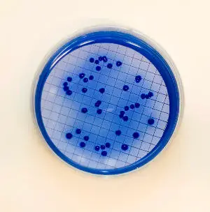 Fecal coliform colonies in mFC agar plates