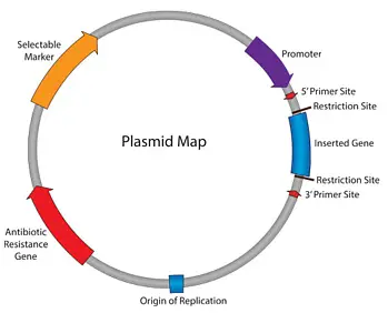 Plasmids Map