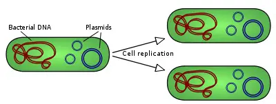Transfer of plasmid by replication
