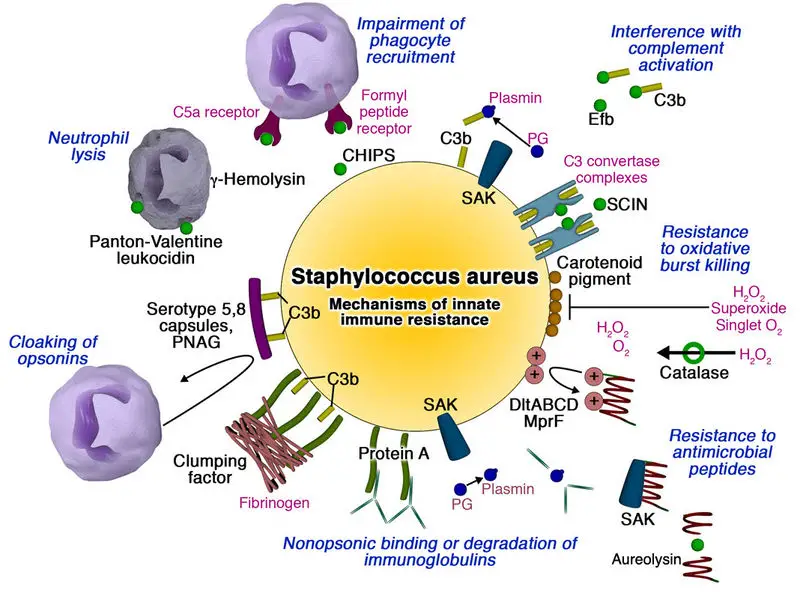 Staphylococcus aureus Virulence Factors
