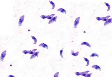 Tachyzoites of Toxoplasma