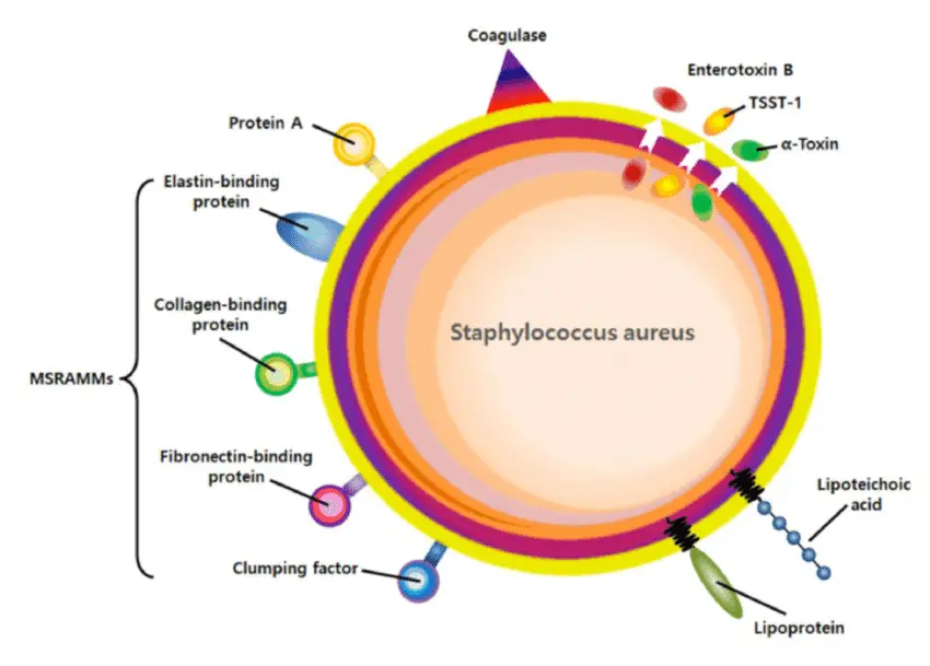 Staphylococcus aureus Virulence Factors • Microbe Online