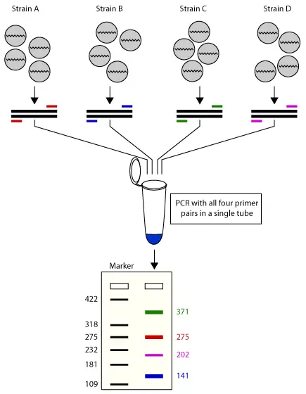 Multiplex PCR: Principle, Applications