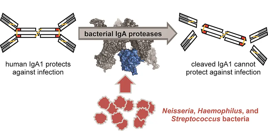 Bacterial IgA protease