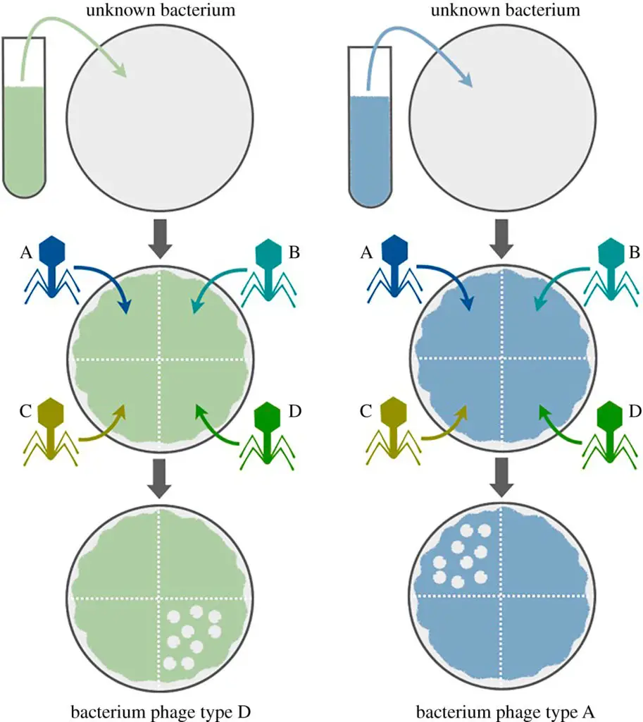Bacteriophage typing method