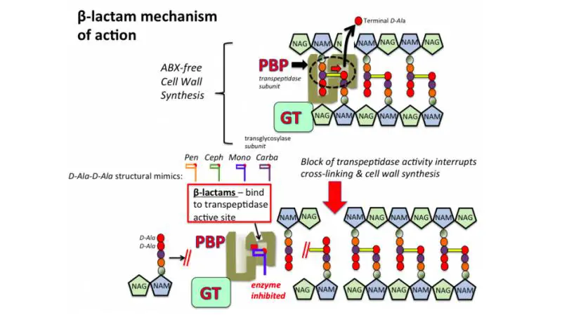 Mechanism of action of beta-lactam antibiotics