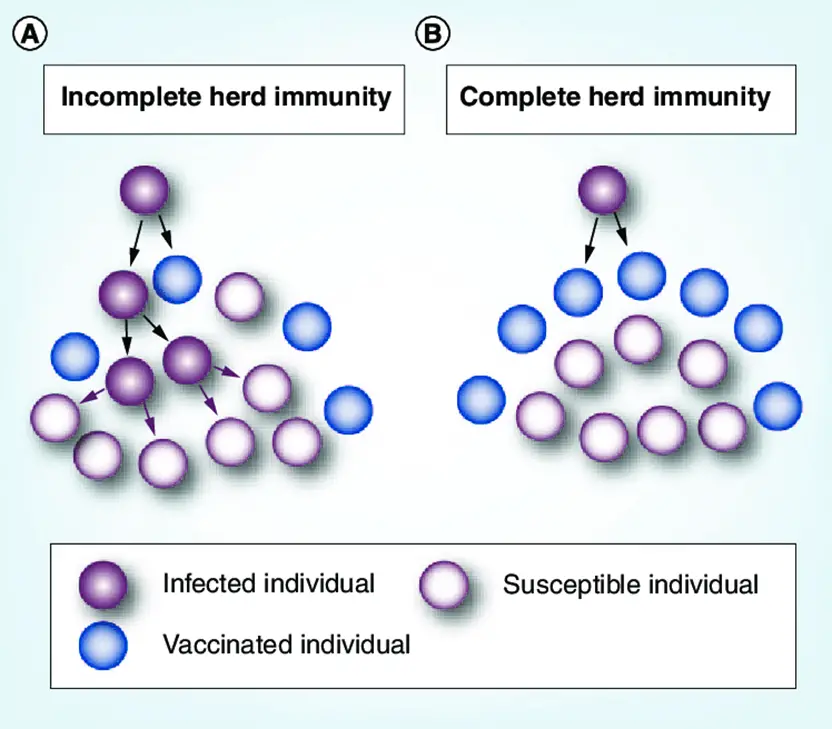 Herd Immunity: Types, Threshold, Usefulness
