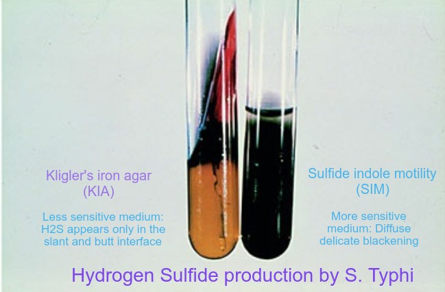 Hydrogen sulfide production test