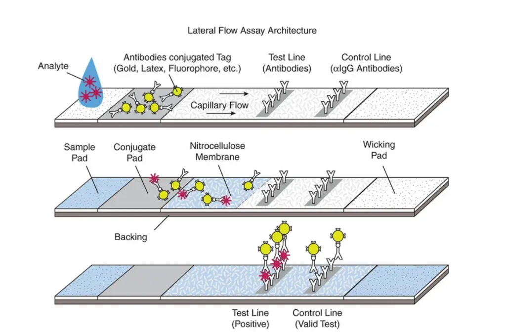 Immunochromatography/ lateral flow immunoassay: principle and uses