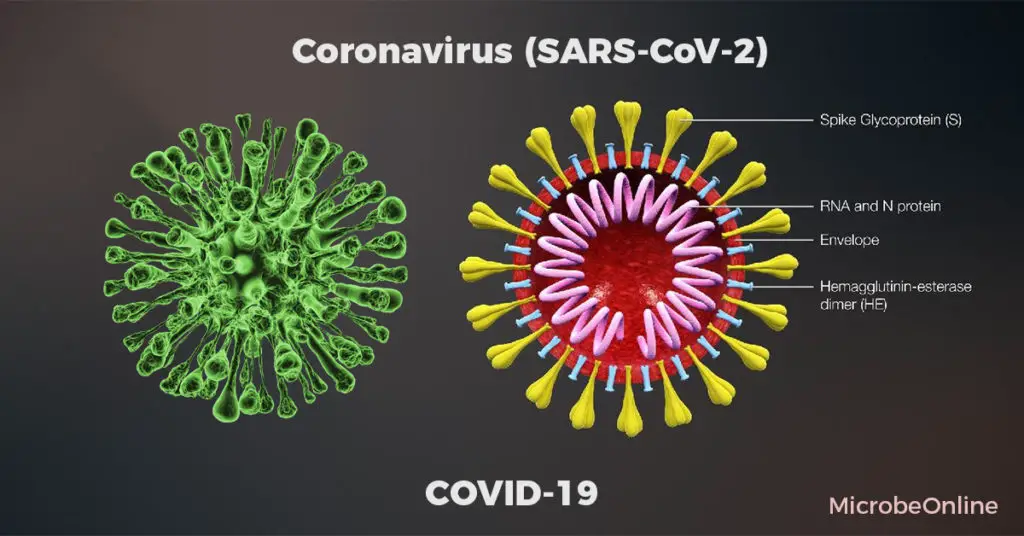 Structure of Coronavirus (SARS-CoV-2)