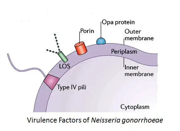 Virulence factors of Neisseria gonorrhoeae