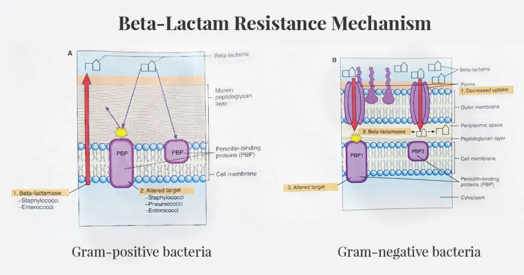 beta-lactam-resistance-mechanism