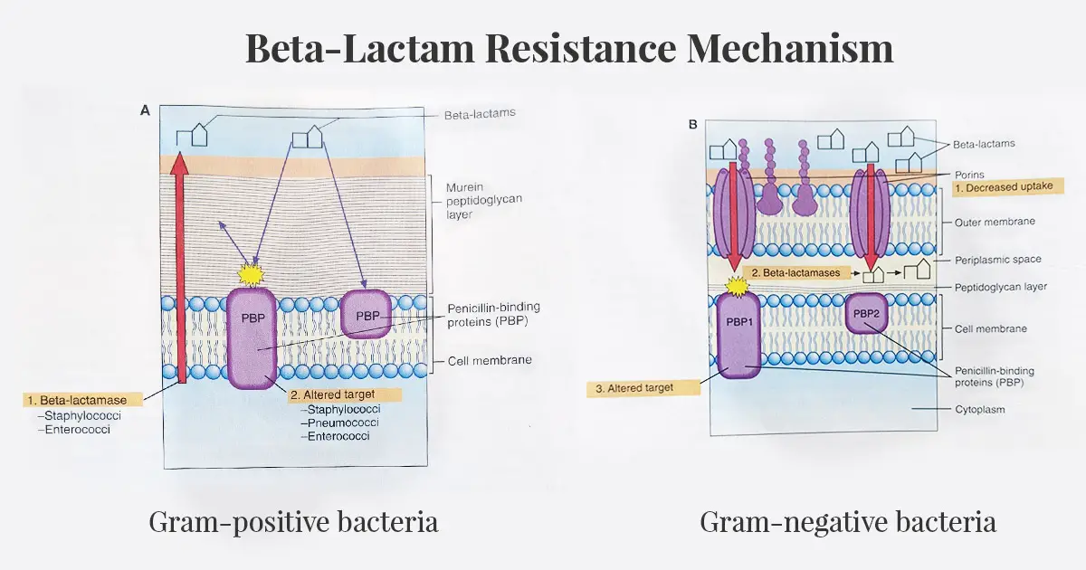 Beta-Lactam Antibiotics: Mechanism Of Action, Resistance • Microbe Online