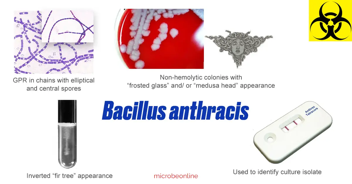 Bacillus anthracis: Properties, Pathogenesis, Lab Diagnosis