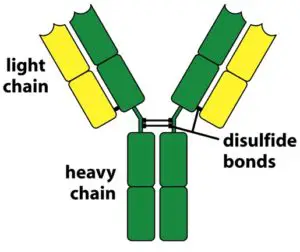 Basic Structure of antibody molecule