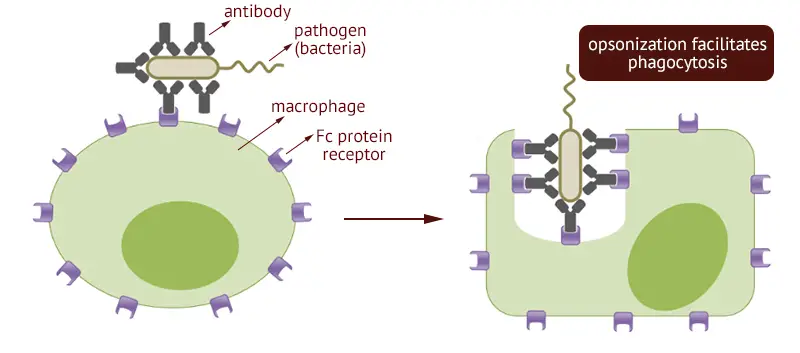 Antibody mediated opsonization