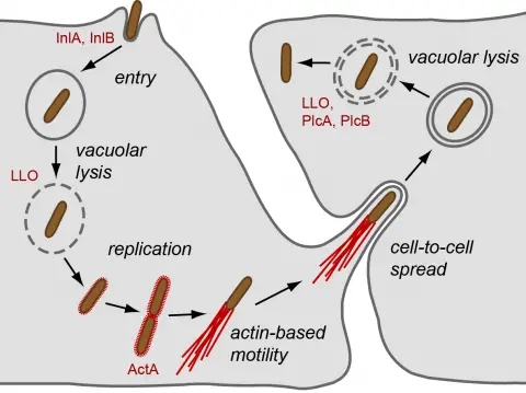 Listeria monocytogenes Virulence Factors