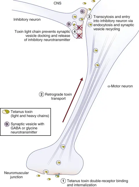 Tetanus toxin mechanism