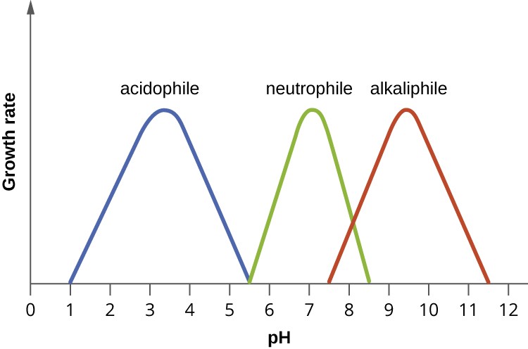 How Does Food Affect Bacterial Growth