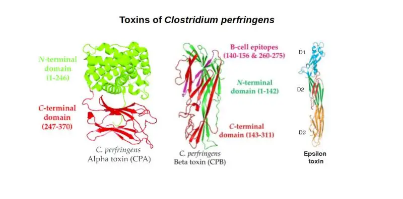 Toxins of Clostridium perfringens and their roles