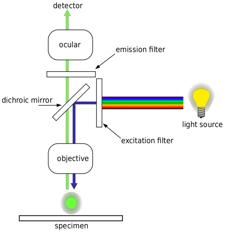 Fluorescence Microscope: Principle, Types, Applications • Microbe Online