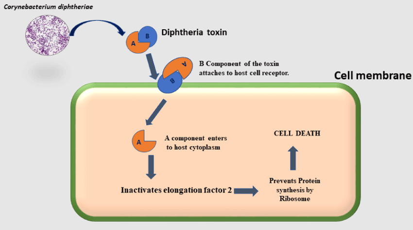 Mechanism of Diphtheria toxin