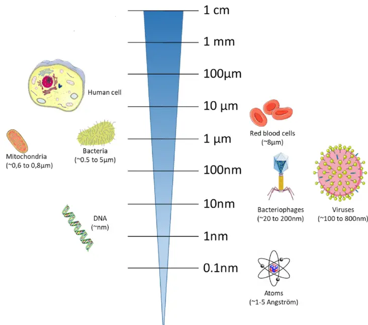 Relative size of human cells, bacteria and virus