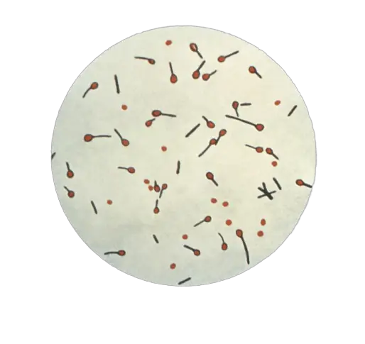 Spores of Clostridium tetani