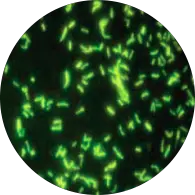 Mycobacteria in Fluorescent Microscopy