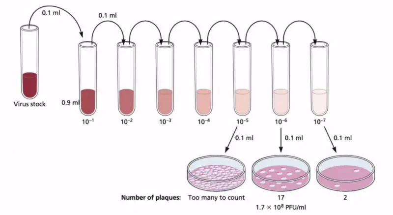 Bacteriophage Plaque Assay: Principle, Procedure, Results