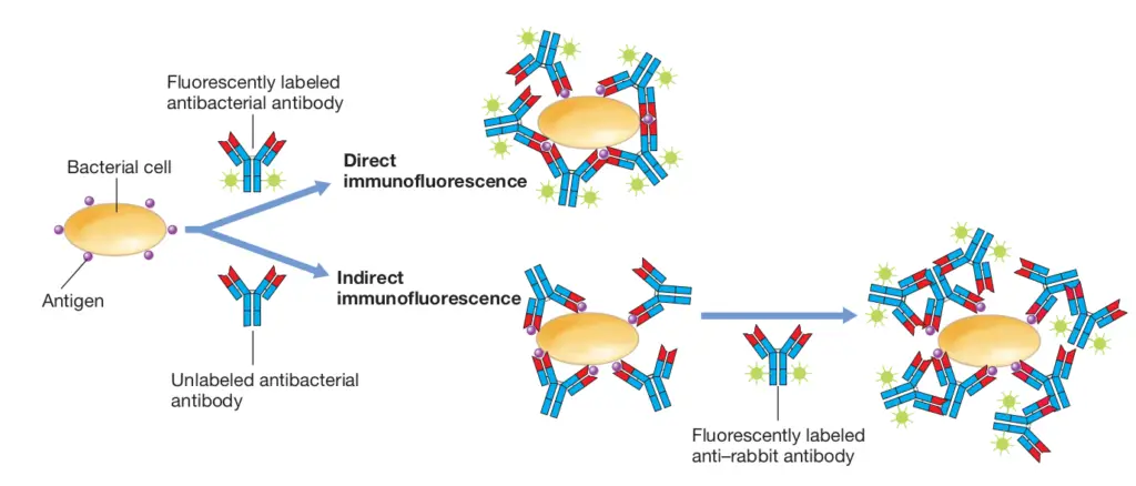 Fluorescent antibody methods