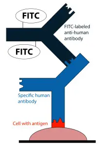 IFA for antibodies detection