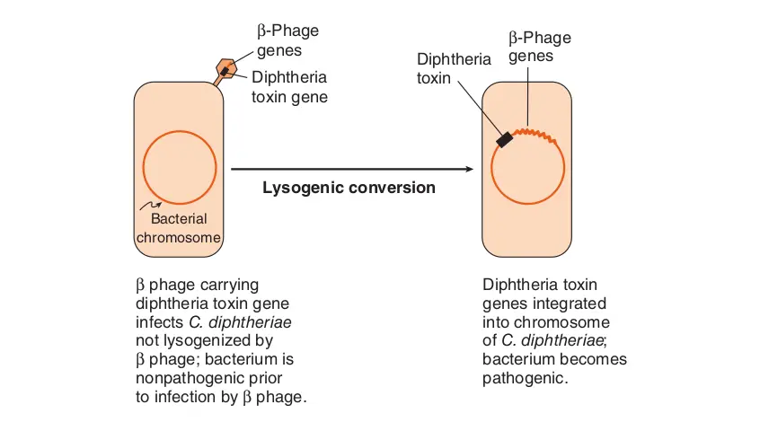 Lysogenic conversion