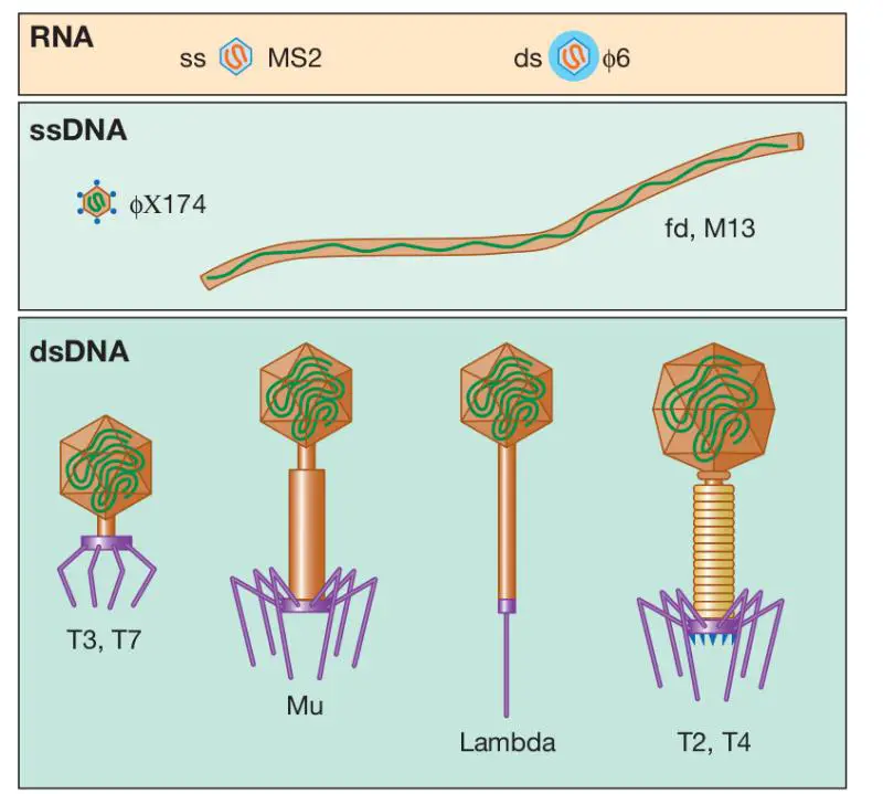 Bacteriophage Structure Replication Uses Microbe Online